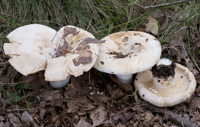 Lactarius vellereus